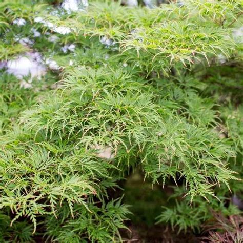 How To Grow Japanese Maples Acer Palmatum Japanese Maple Plants