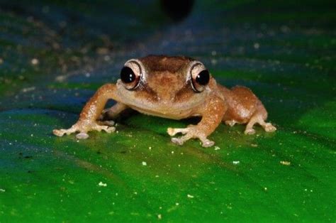 Coqui Frog Of Puerto Rico Puerto Rican Pride Puerto Rican Culture