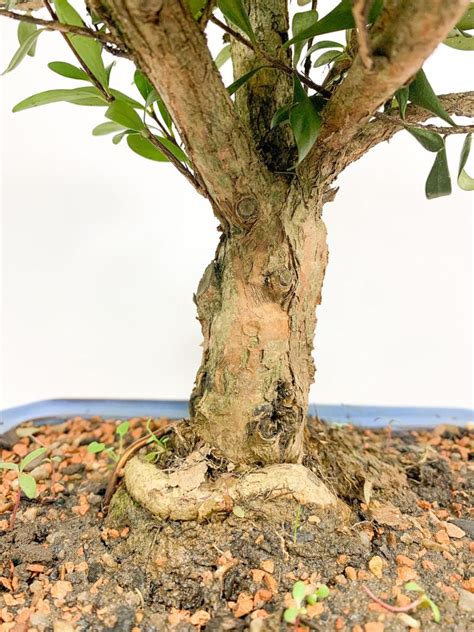 Bonsai Cereja An Anos Dl Flores