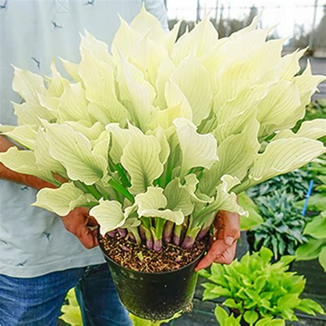 Hosta Funkia Bia A White Feather Szt Sadzonka