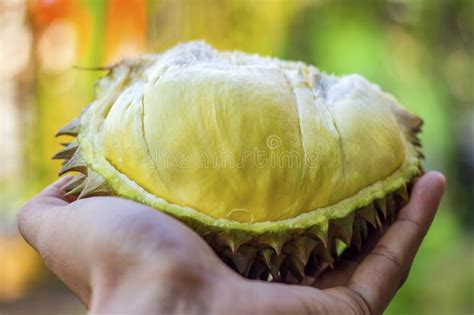 Close Up Asian Women Hand Holding Durian Fruit Ripe Durian Stock Photo