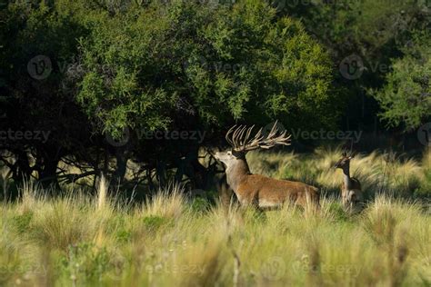 Rojo Ciervo Masculino Rugido En La Pampa Argentina Parque Luro