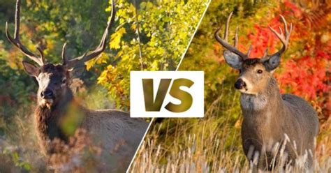 Wisconsin DNR Know Your Target Dont Accidentally Shoot Elk Or Moose