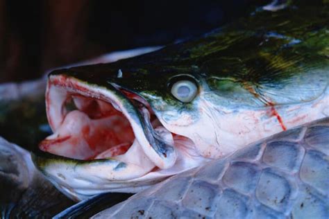 Arapaima Teeth Do Arapaima Fish Have Teeth Imp World