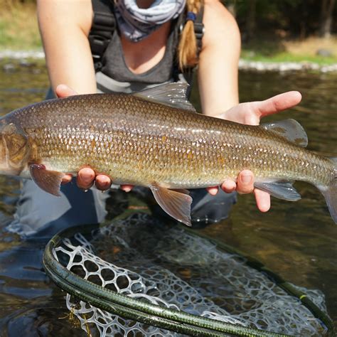 Best Midge Fly Patterns - blog.vailvalleyanglers.com