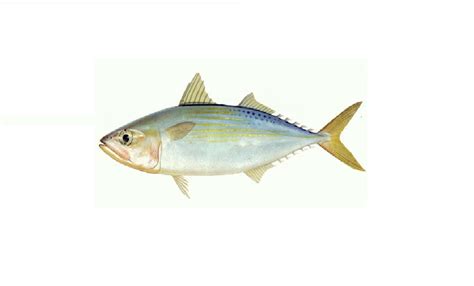 Indian Mackerel – Emivista General Trading LLC