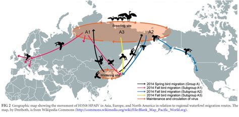 Migratory Birds Bring Avian Influenza To North America Via Beringia University Of Alaska