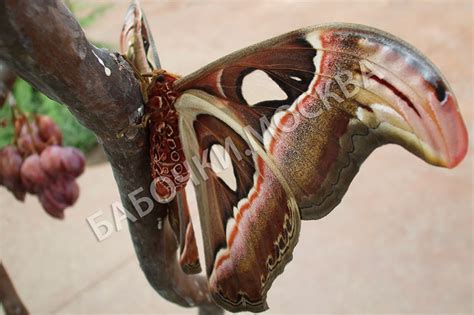 Attacus Atlas – Аттакус Атлас (18-25 см) - Babochki.moscow
