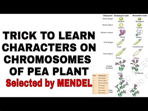 Dominant And Recessive Traits In Pea Plants