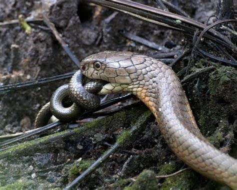 40 King Cobra Facts Explaining Its Fierceness In The Wild