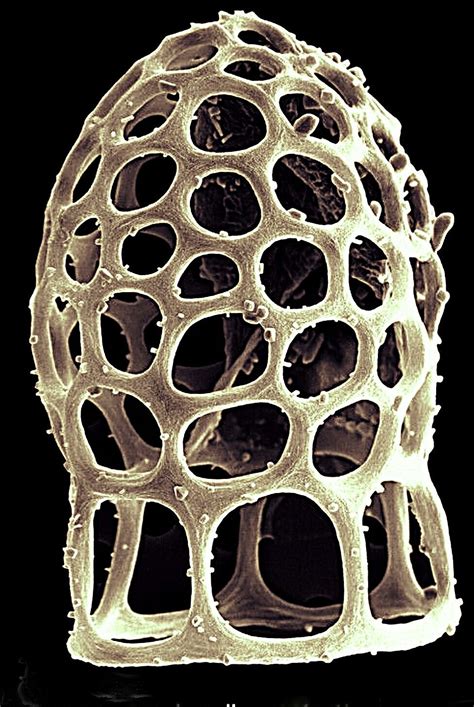 Foraminifera Protozoan Group Usually Secreting A Calcareous Shell