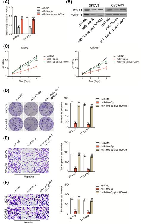 The Overexpression Of HOXA1 Abrogates The Effect Of MiR10a5p On