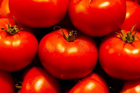 Tomates Génétiquement Modifiées Photo stock Image du nature lame