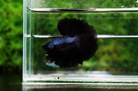 The Different Types of Black Betta fish - Nice Betta Thailand.CO.,LTD