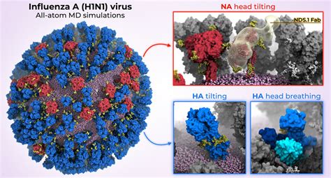 Influenza Virus Life Cycle Animation