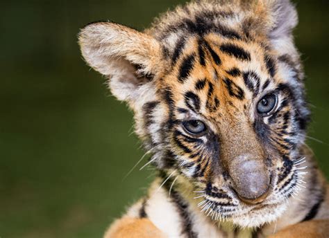 10 Fascinating Baby Tiger Facts - The Cutest Predators on the Planet ...