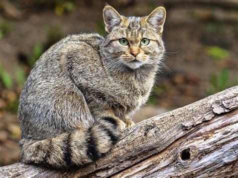 Wildkatze kehrt zurück Niedersächsischer Jäger 13 2023