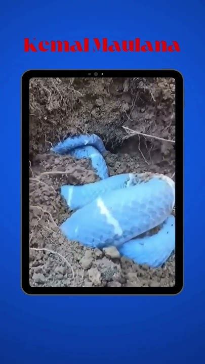 Viral Ular Cobra Berwarna Biru Youtube