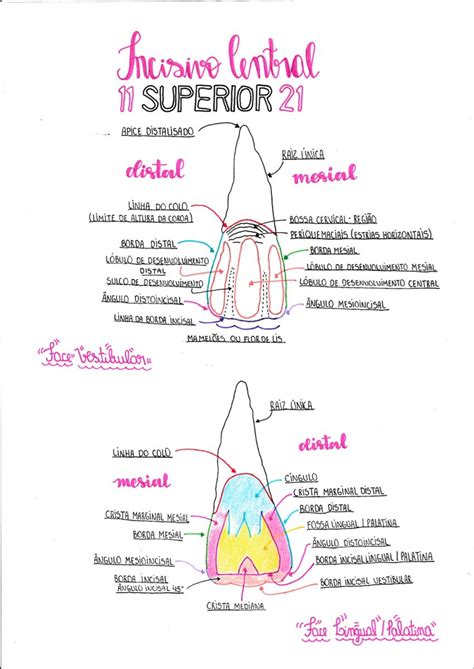 Face Distal Mesial E Borda Incisal Do Incisivo Lateral Superior Artofit