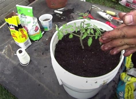 Can I grow tomatoes in a five-gallon bucket? - Gardening Channel | Bucket gardening, Tomato ...