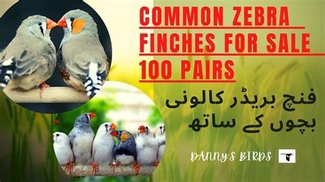 Common Zebra Finches Breeder Pairs For Sale 100 Breeder Pairs Available