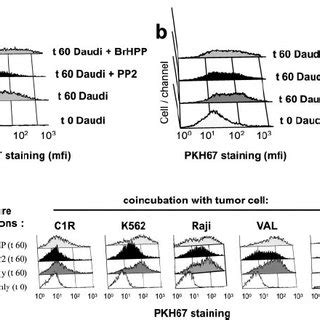 Confocal Microscopy Analysis Of Synaptic Transfer By T Cells A