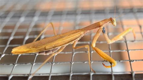 Praying Mantis Care How To Look After Your Pet Mantid