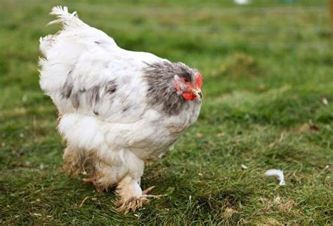 8 Chicken Breeds with Feathers on Their Feet - The Hen's Loft