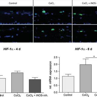 Inosinhibitor Mediated Effect On Hypoxiainduced Hif Expression A