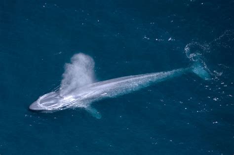 Blue Whale – "OCEAN TREASURES" Memorial Library