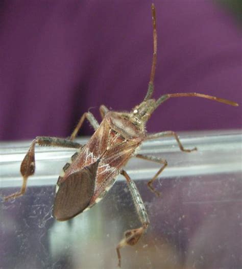 Western Conifer Seed Bug Leptoglossus Occidentalis Bugguide Net