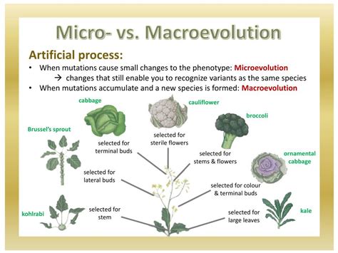 Ppt Micro To Macro Evolution Powerpoint Presentation Free Download Id 2248281