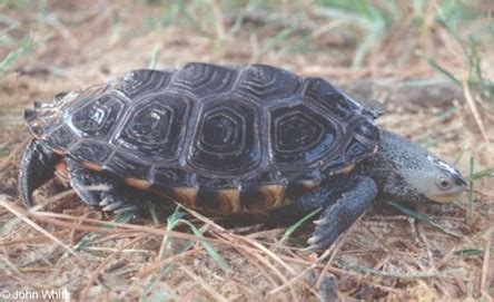 DiamondBack Terrapin Care Guide - All Turtles