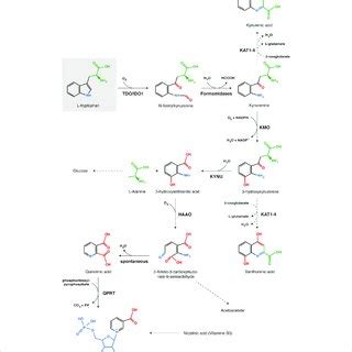 Kynurenine pathway of tryptophan catabolism. Each chemical function... | Download Scientific Diagram