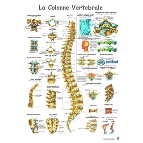 Planche Anatomique La Colonne Vertebrale Auluga Services