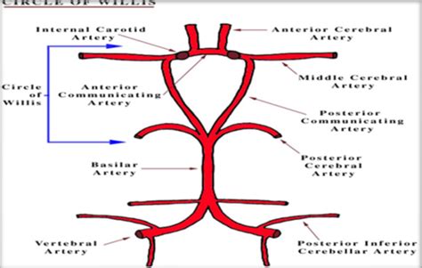 Normal Cerebrovascular Anatomy Flashcards Quizlet