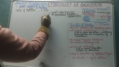 Structure Of Mature Anther Part Ll Youtube