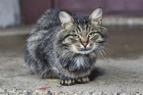 Campagne De St Rilisation Des Chats Errants Commune De Seneffe