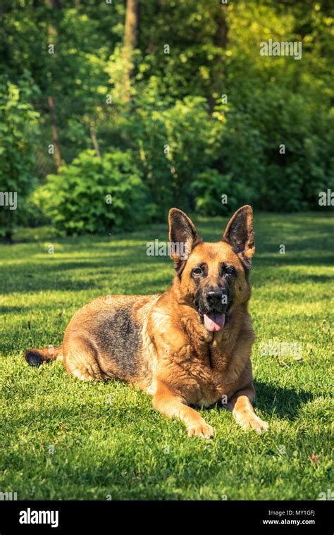 German Shepherd Dog Laying Down On Grass Stock Photo Alamy