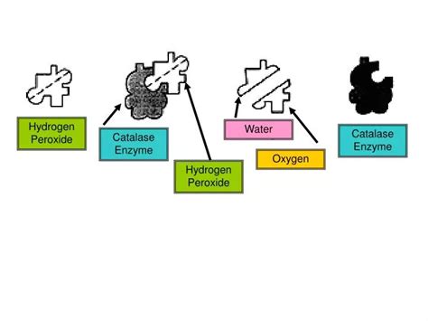 Catalase Hydrogen Peroxide Chemical Equation - Tessshebaylo