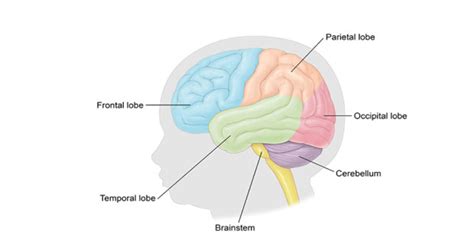 Ketahui Perkembangan Otak Si Kecil - momdadi.com