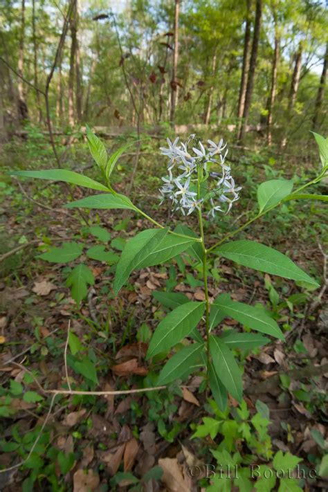 Eastern Bluestar Wildflowers Nature In Focus