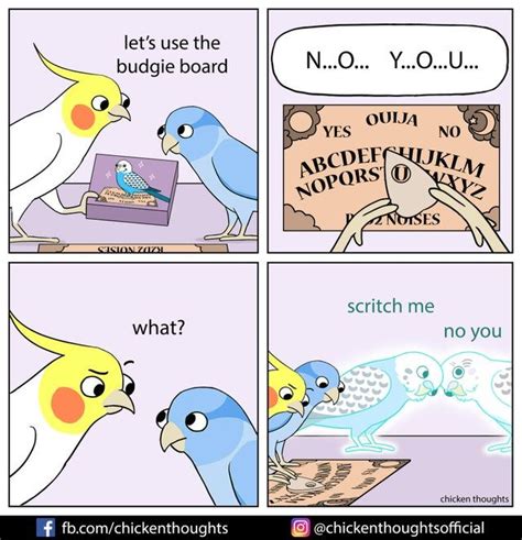 Pin by Mel 🦇🎃🕷️🇵🇸🇺🇦🏳️‍🌈🏳️‍⚧ on BIRBS | Funny parrots, Funny animal ...