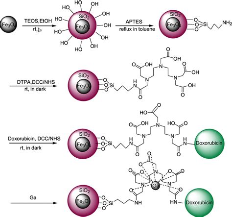 Schematic Pathway For The Preparation Of Fe3o4sio2aptesdtpagadox