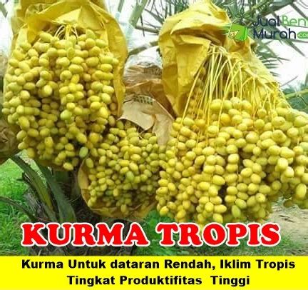 Jual Bibit Kurma Tropis KL 1 JualBenihMurah