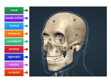 Scheletul Capului Labelled Diagram