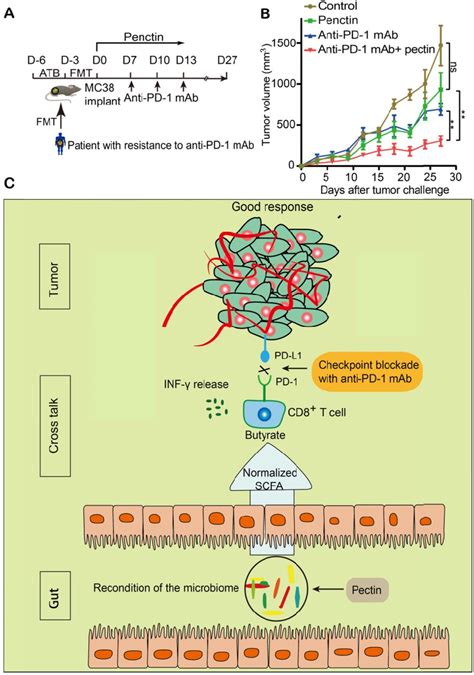 Pectin Supplement Enhanced The Anti Pd Mab Efficacy In Tumor Bearing