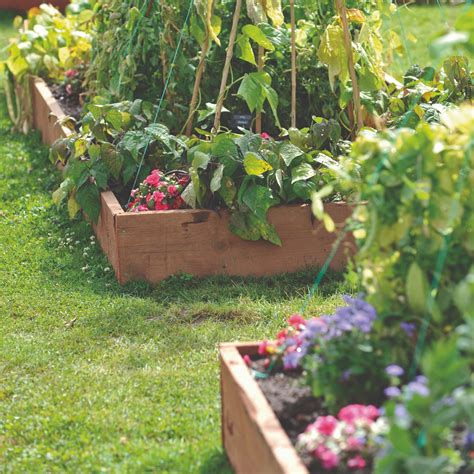 bedding plants  slugs hate protect  garden