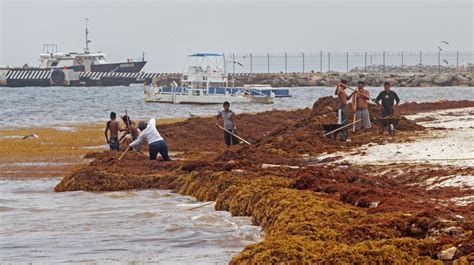 Qu Es El Sargazo Y Por Qu Amenaza A Las Costas Del Caribe