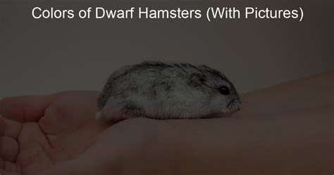 Colors of Dwarf Hamsters (With Pictures) - Lil Hamster Love